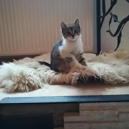 Gilowka Alloggio in famiglia Poronin