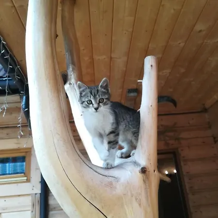 Gilowka *