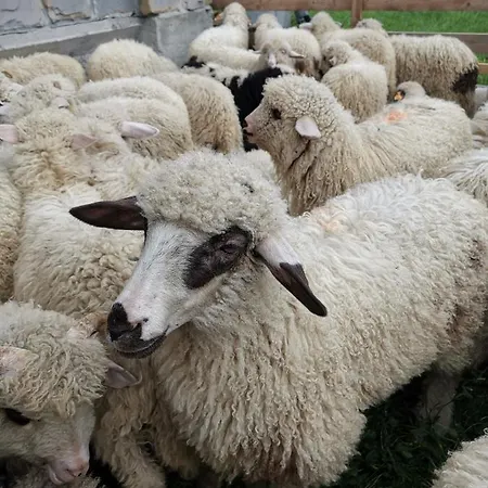 Gilowka Alloggio in famiglia